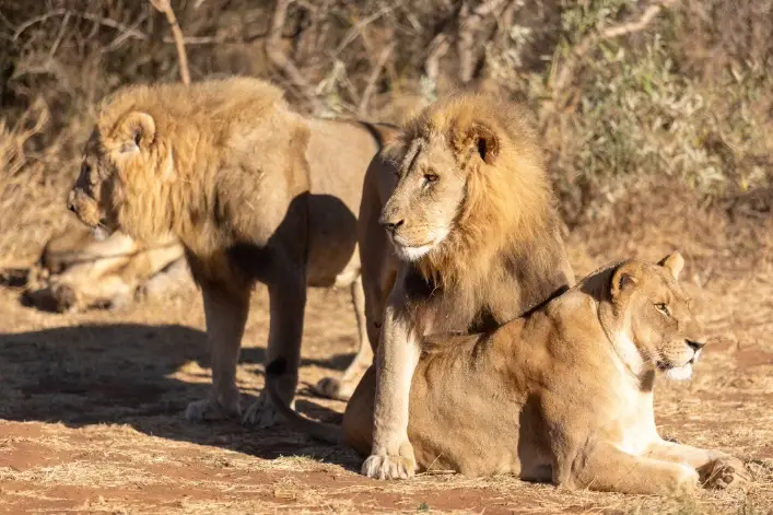 Lion Park Resort Lion Viewing